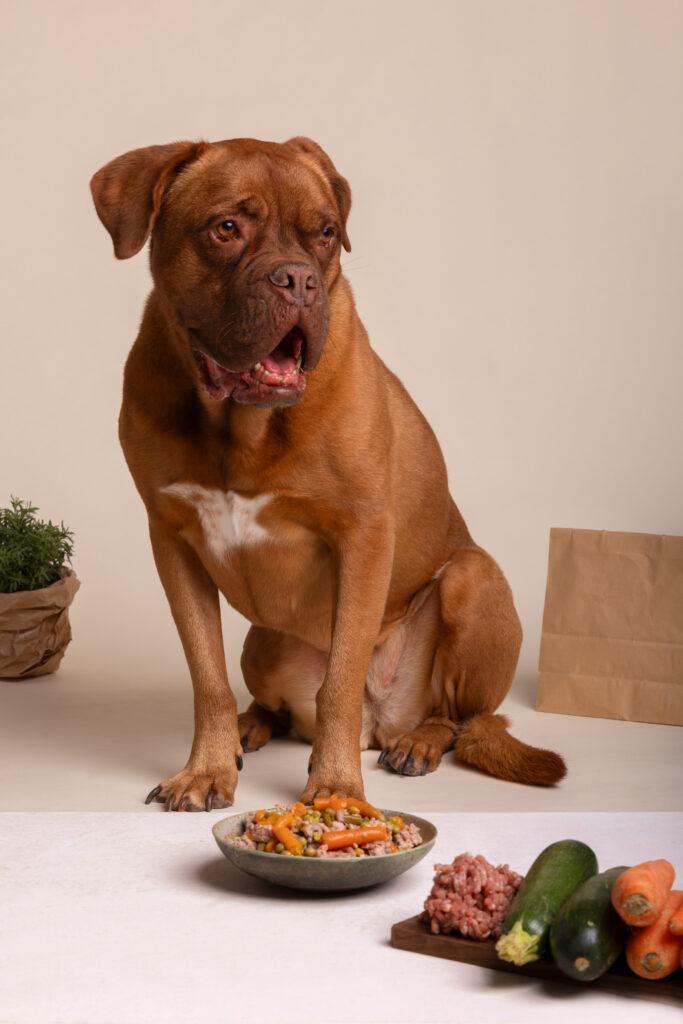 Best Dog Foods in Indian for 2024